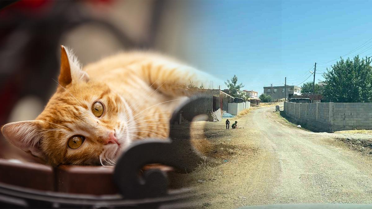 kedi ısırması