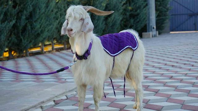 Keçiörengücü Maskotu