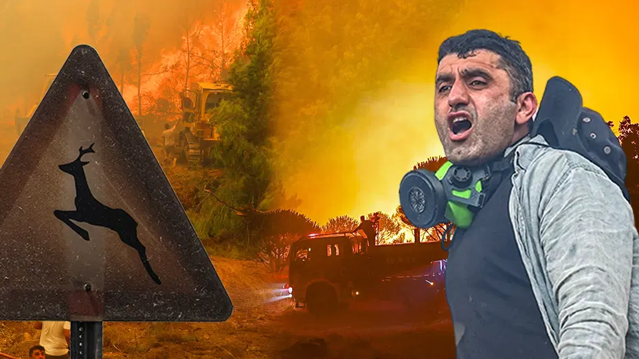 Orman Yangını